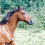 Pferde im Galopp, eingefangen in einem Moment von Kraft und Freihei