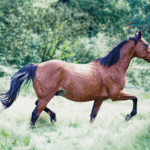 Pferde im Galopp, eingefangen in einem Moment von Kraft und Freihei