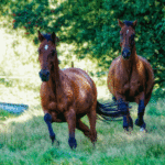 Pferde im Galopp, eingefangen in einem Moment von Kraft und Freihei