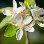 Zarte Apfelblüten im Mai an einem blühenden Apfelbaum, in Weiß und Rosa vor weichem Frühlingslicht