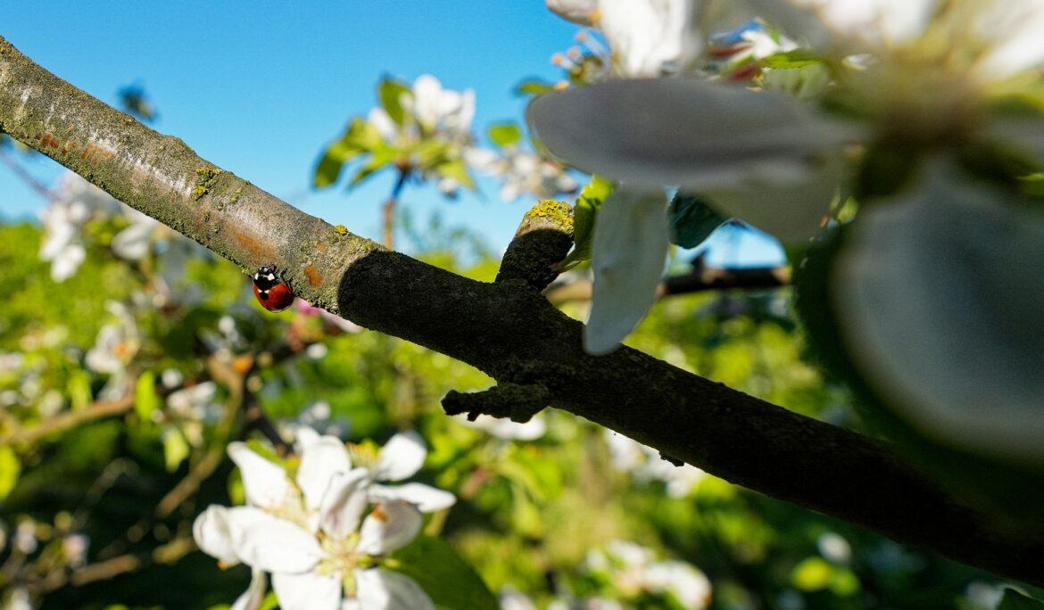 Zarte Apfelblüten im Mai an einem blühenden Apfelbaum, in Weiß und Rosa vor weichem Frühlingslicht