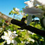 Zarte Apfelblüten im Mai an einem blühenden Apfelbaum, in Weiß und Rosa vor weichem Frühlingslicht