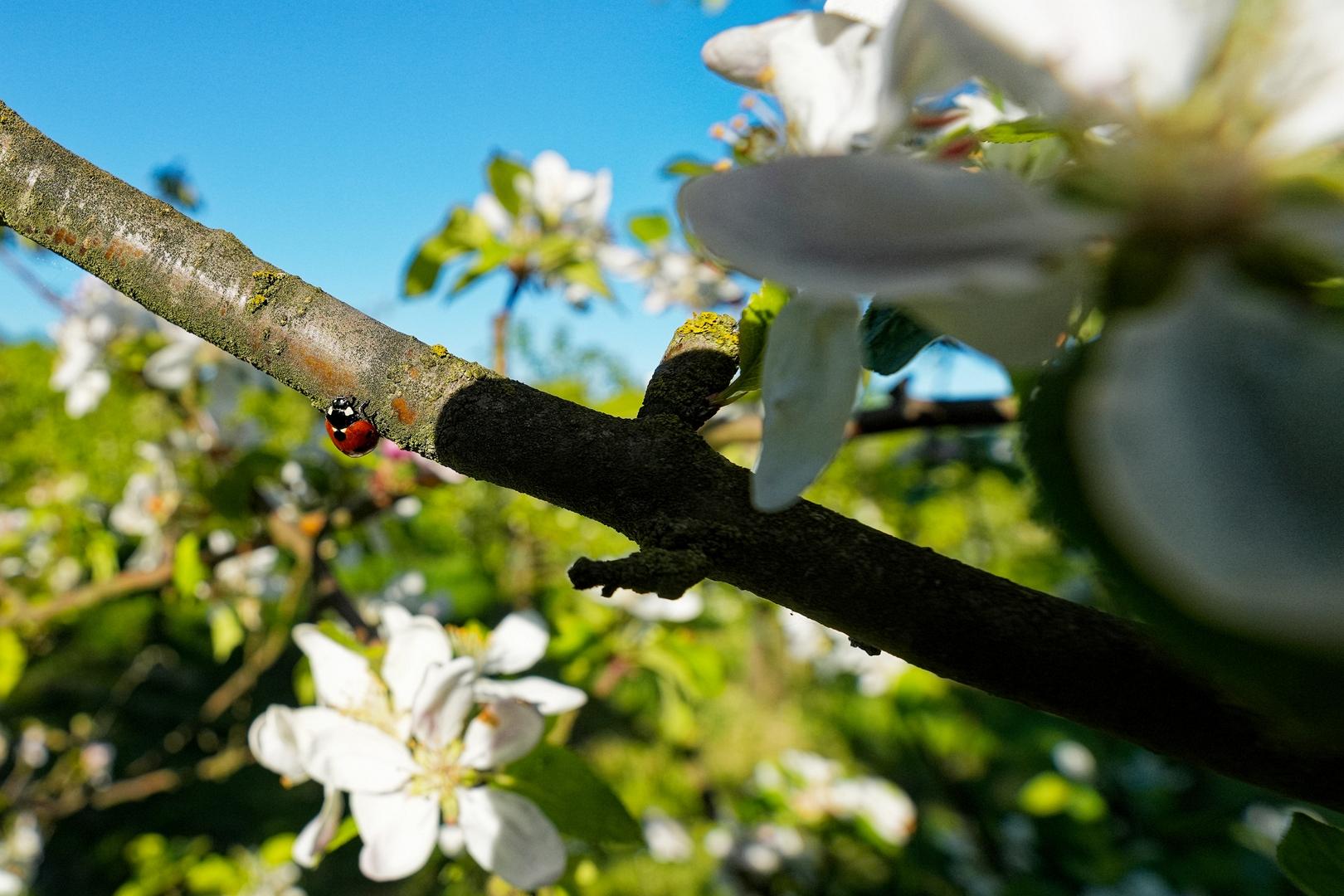 Zarte Apfelblüten im Mai an einem blühenden Apfelbaum, in Weiß und Rosa vor weichem Frühlingslicht