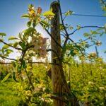 Zarte Apfelblüten im Mai an einem blühenden Apfelbaum, in Weiß und Rosa vor weichem Frühlingslicht