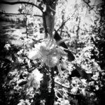 Zarte Apfelblüten im Mai an einem blühenden Apfelbaum, in Weiß und Rosa vor weichem Frühlingslicht