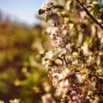 Zarte Apfelblüten im Mai an einem blühenden Apfelbaum, in Weiß und Rosa vor weichem Frühlingslicht