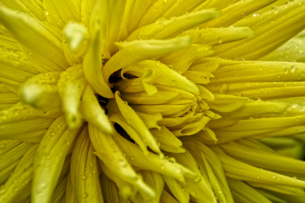 Extreme Makroaufnahme einer leuchtend gelben Blüte mit dicht angeordneten Blütenblättern und feinen Wassertropfen.