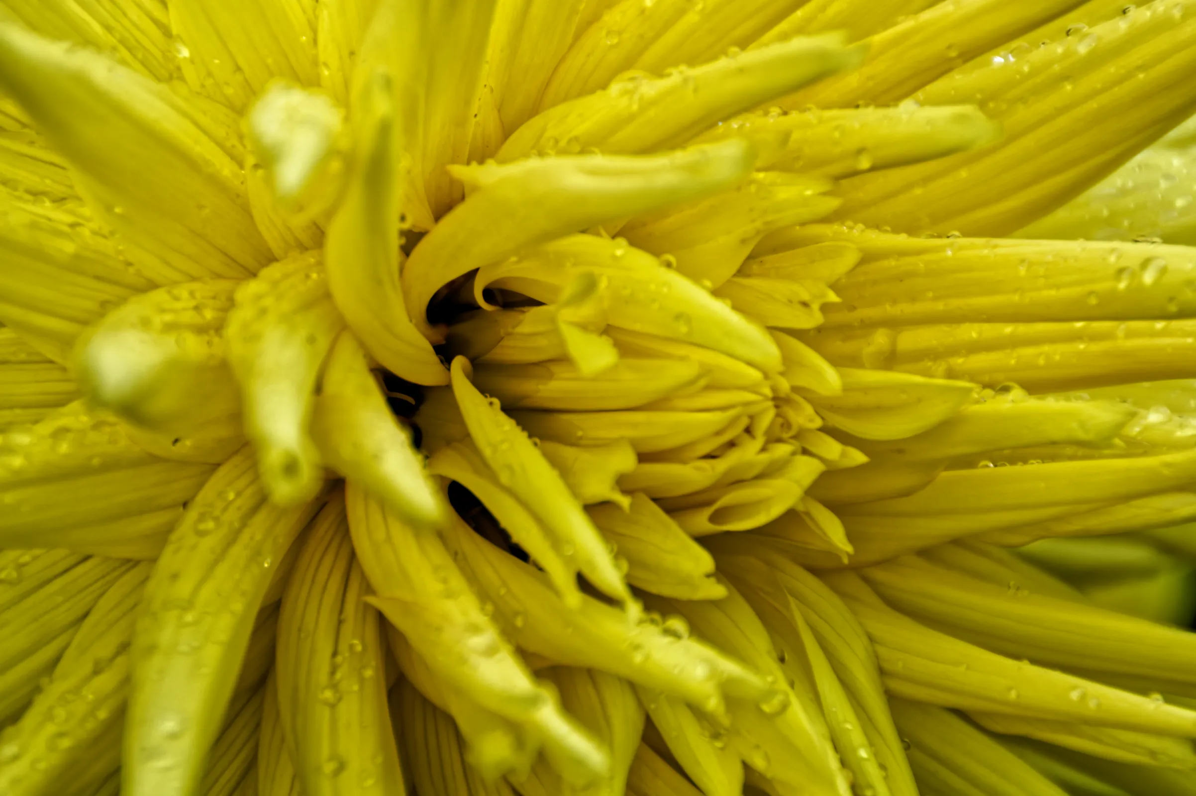 Extreme Makroaufnahme einer leuchtend gelben Blüte mit dicht angeordneten Blütenblättern und feinen Wassertropfen.