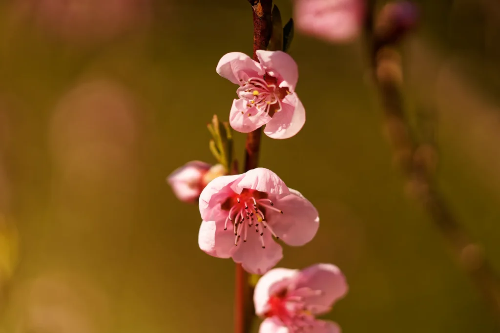 Zartrosa Frühlingsblüten (Kirsche) mit feinen Staubgefäßen an einem schlanken Zweig vor einem warmen, goldbraunen Hintergrund.