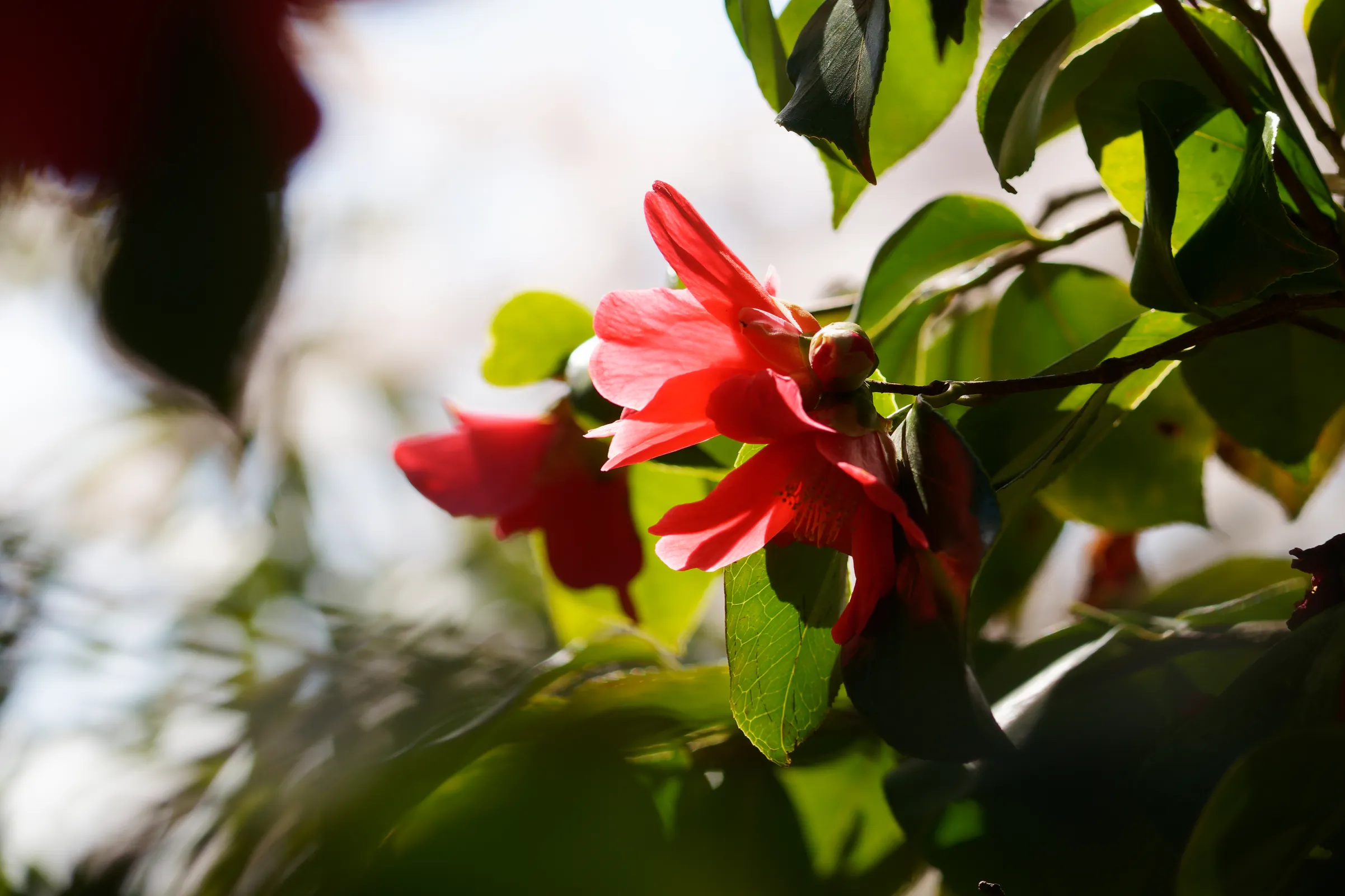 Rote Kamelienblüten an einem Zweig, umgeben von glänzenden grünen Blättern im warmen Sonnenlicht.