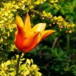 Leuchtend orange-rote Tulpe im Sonnenlicht vor gelb blühenden Sträuchern und grünen Pflanzen.