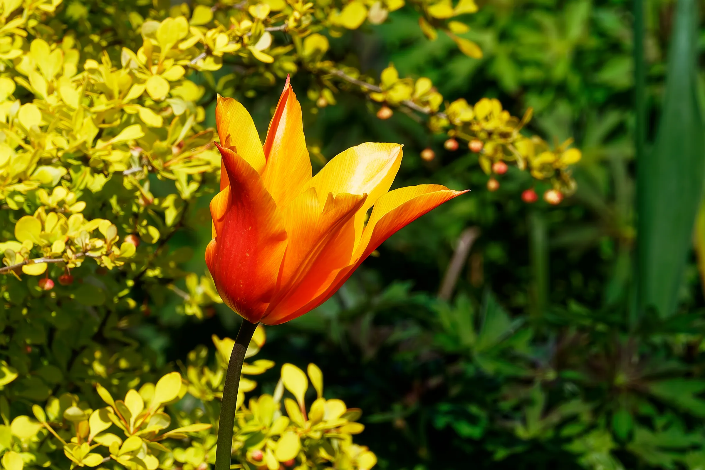 Leuchtend orange-rote Tulpe im Sonnenlicht vor gelb blühenden Sträuchern und grünen Pflanzen.