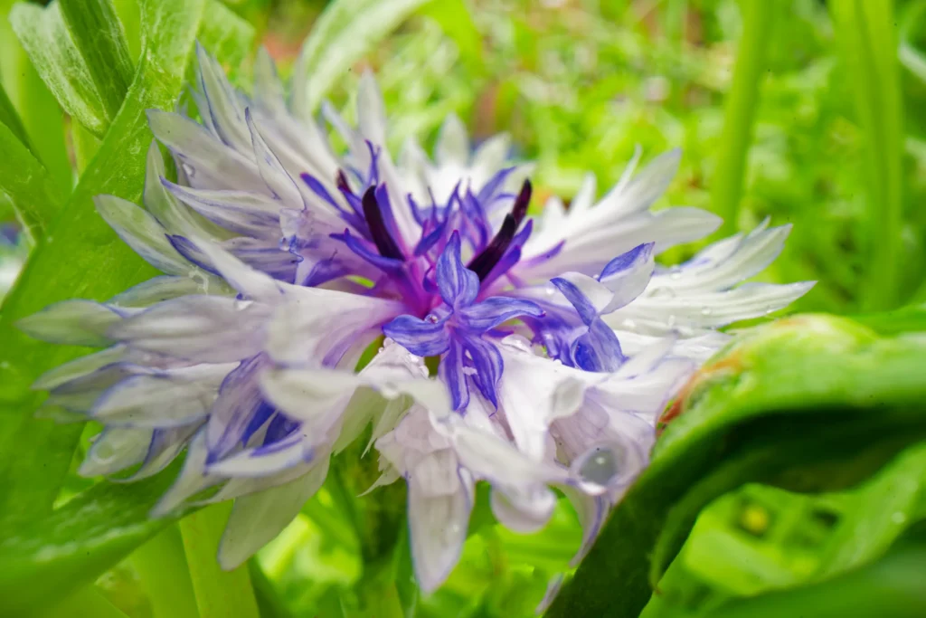 Detailaufnahme einer weiß-violetten Kornblume mit filigranen Blütenblättern und grünen Pflanzen im Hintergrund.