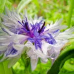 Detailaufnahme einer weiß-violetten Kornblume mit filigranen Blütenblättern und grünen Pflanzen im Hintergrund.