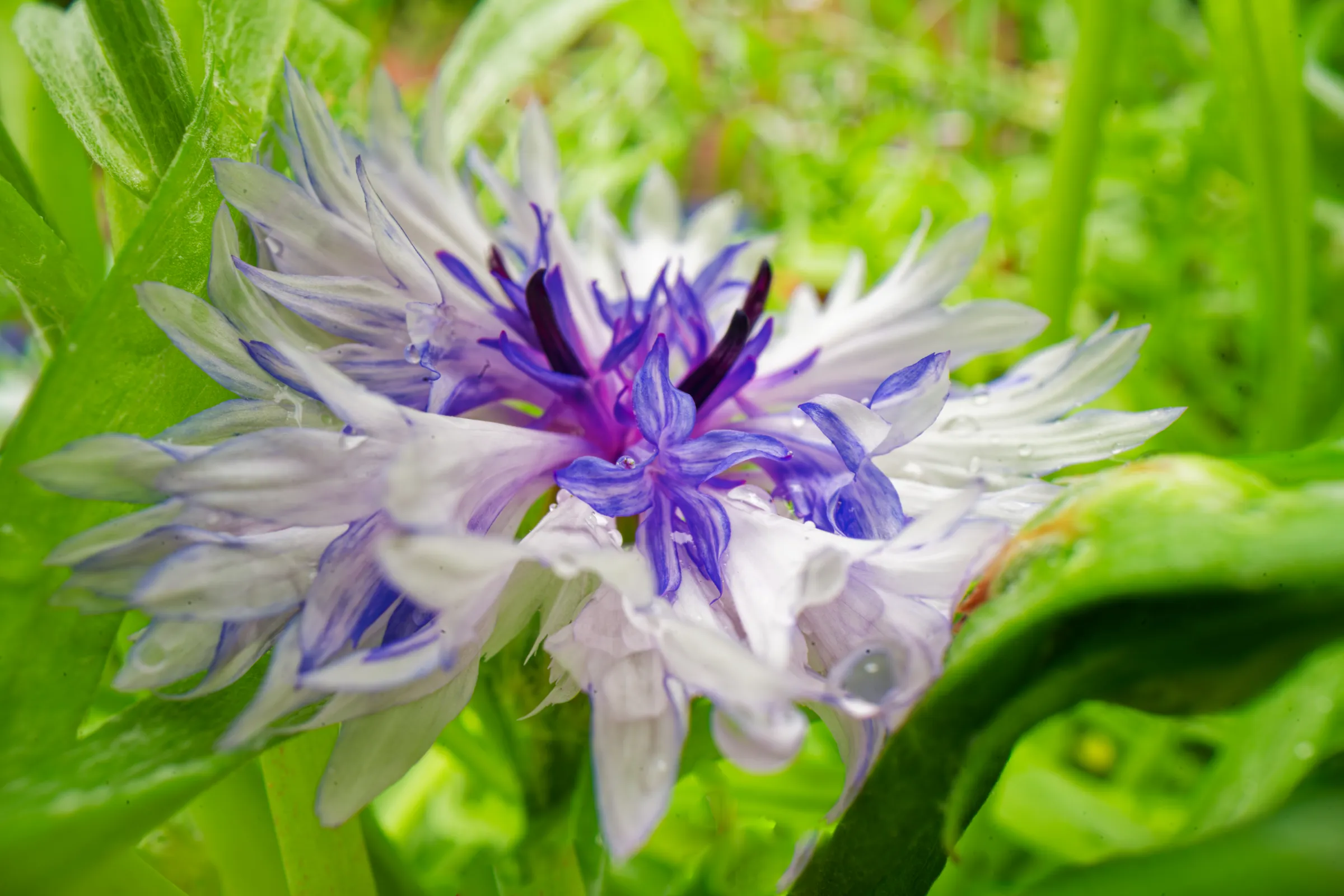 Detailaufnahme einer weiß-violetten Kornblume mit filigranen Blütenblättern und grünen Pflanzen im Hintergrund.