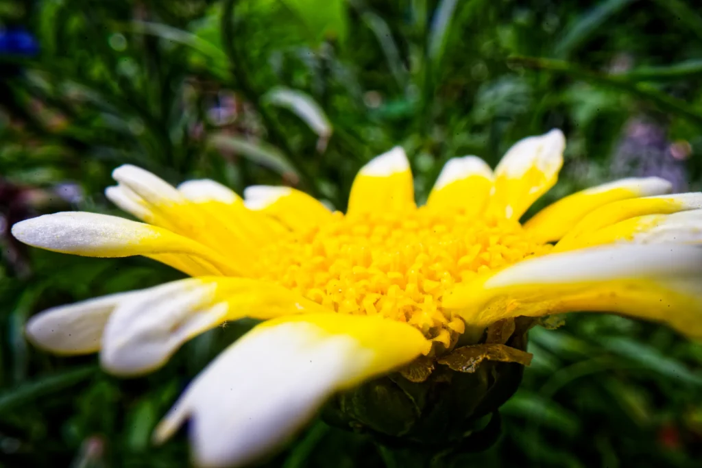 Nahaufnahme einer gelb-weißen Blüte (Magarite) mit leuchtend gelber Mitte und zarten weißen Blütenspitzen vor dunkelgrünem Hintergrund.