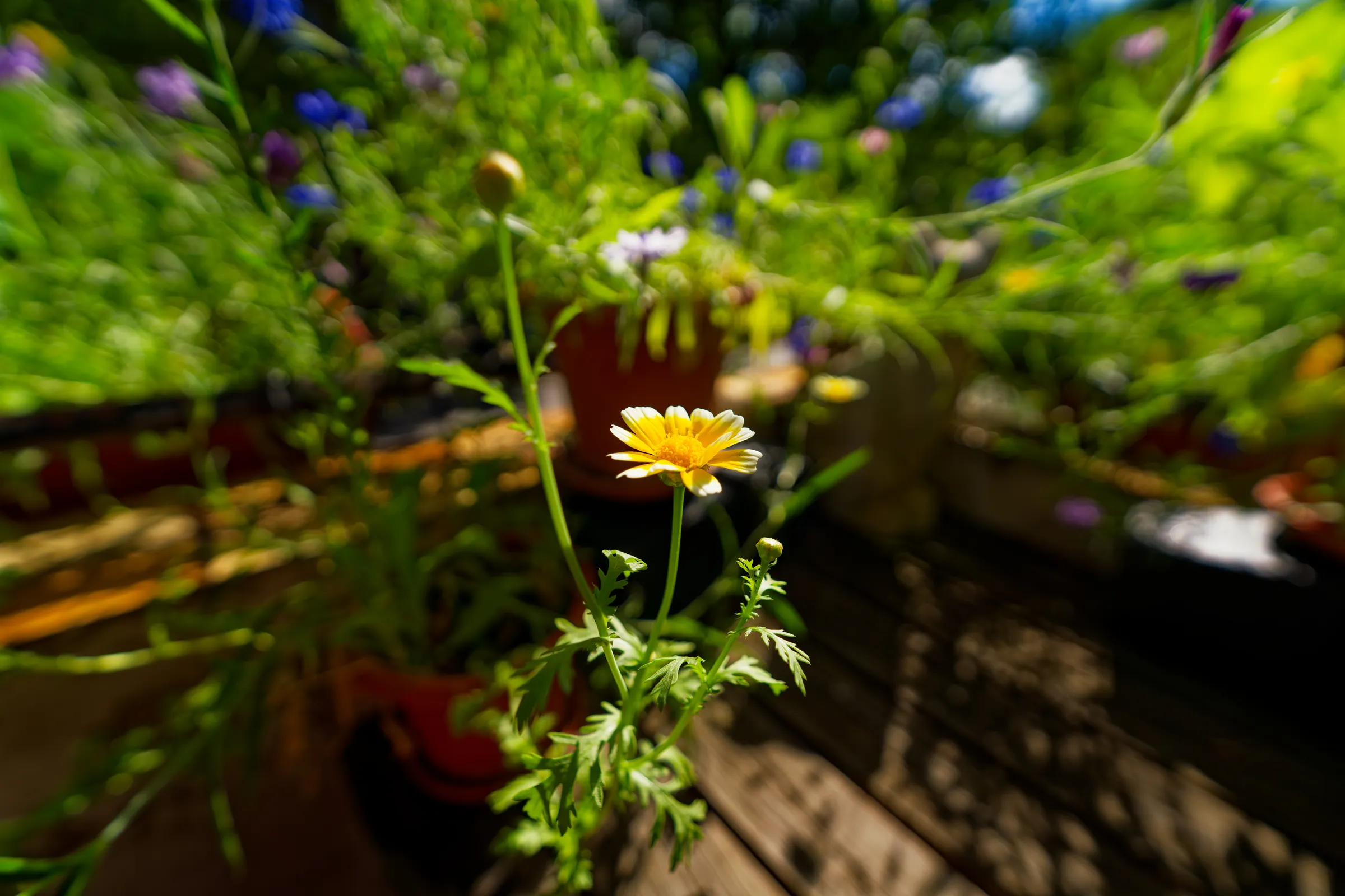 Kleine gelb-weiße Blüte (Magarite) im Sonnenlicht vor einem farbenfrohen, verschwommenen Hintergrund aus Gartenblumen.