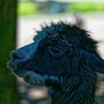 Seitliches Porträt eines schwarzen Alpakas mit dichtem, zotteligem Fell und aufmerksamem Blick vor unscharfem Hintergrund. Seitliches Porträt eines schwarzen Alpakas mit dichtem, zotteligem Fell und aufmerksamem Blick vor unscharfem Hintergrund.