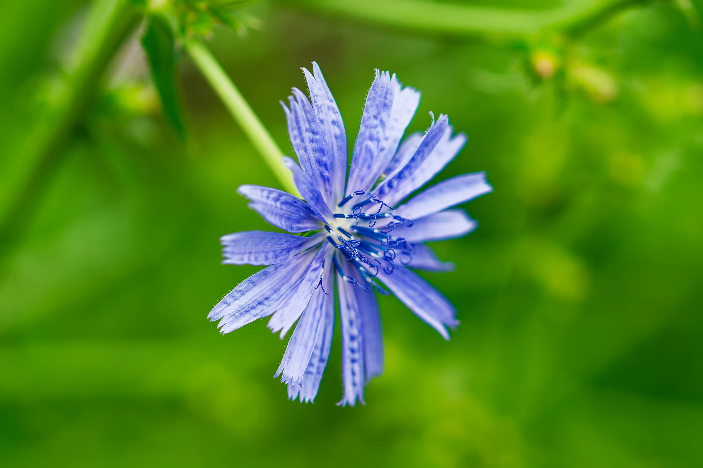 Hellblaue Wegwartenblüte (Kornblüte) mit fein gezackten Blütenblättern vor einem gleichmäßig grünen Hintergrund.