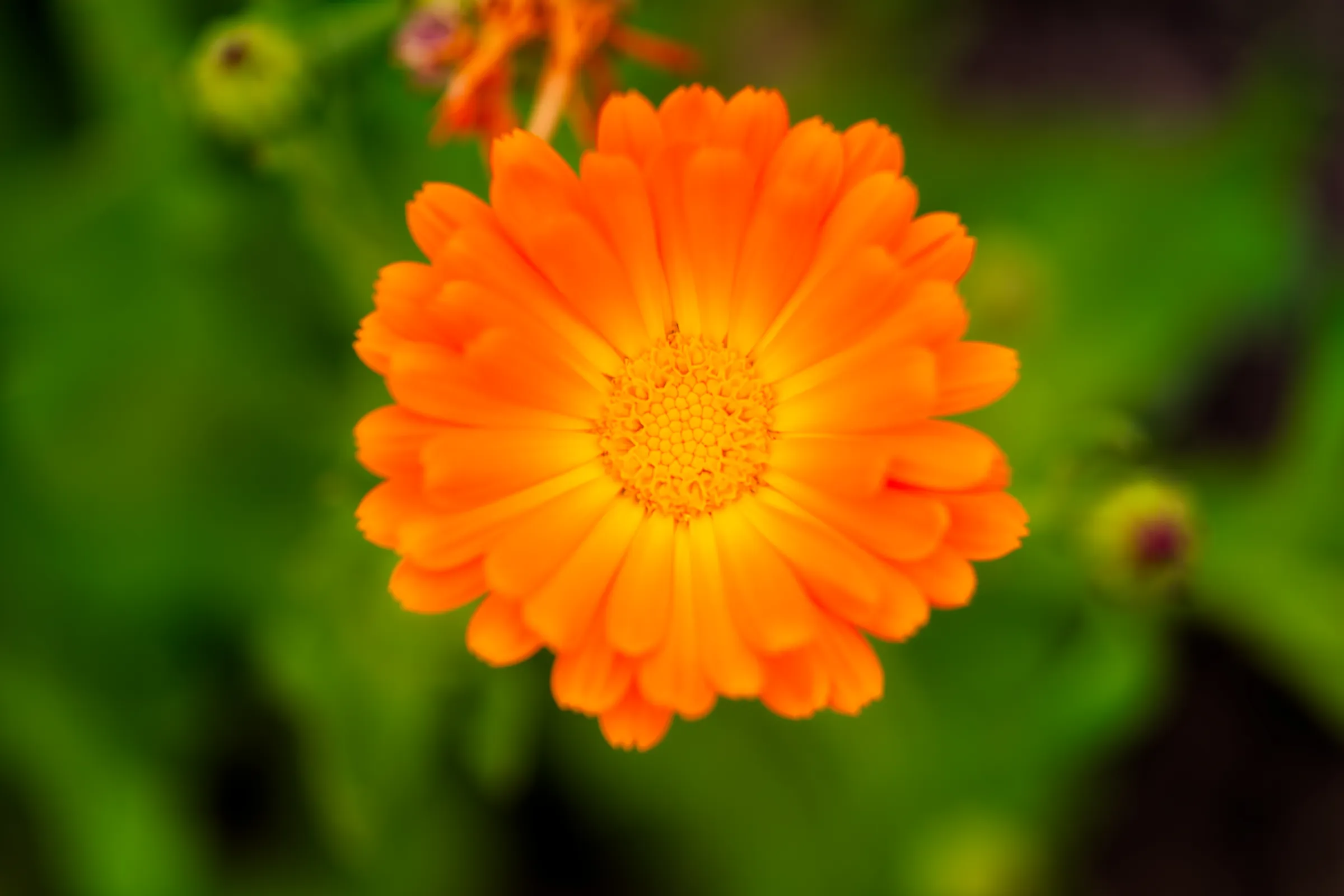 Leuchtend orangefarbene Ringelblume mit zahlreichen Blütenblättern und fein strukturierter Blütenmitte.