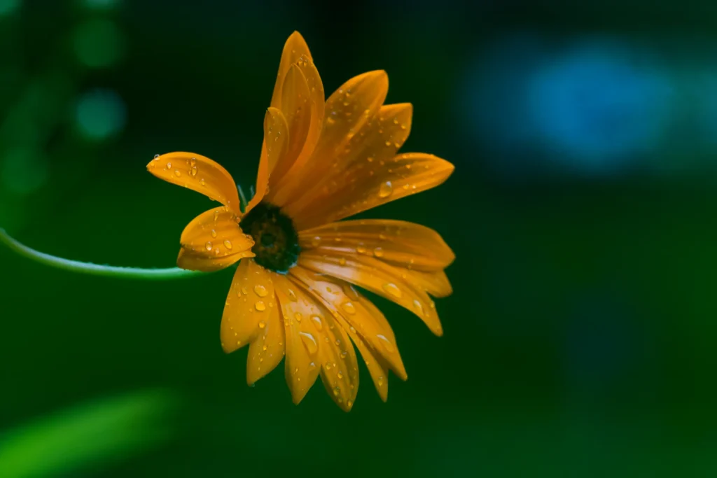 Orangegelbe Blüte mit zahlreichen glitzernden Wassertropfen auf den Blütenblättern vor einem dunkelgrünen Hintergrund