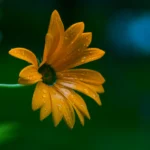 Orangegelbe Blüte mit zahlreichen glitzernden Wassertropfen auf den Blütenblättern vor einem dunkelgrünen Hintergrund
