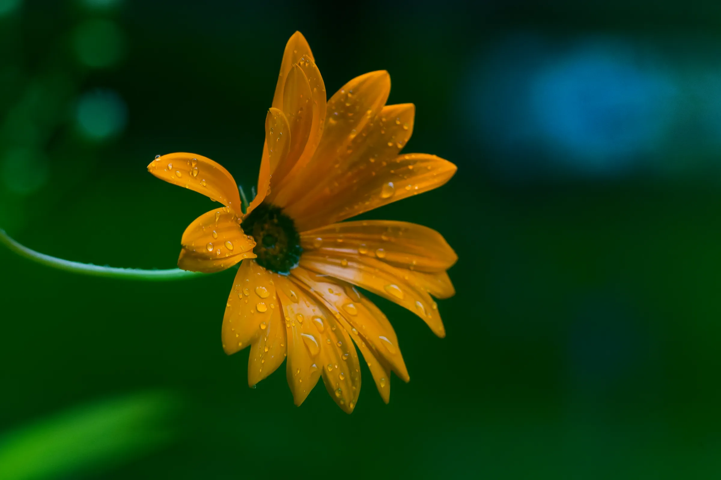 Orangegelbe Blüte mit zahlreichen glitzernden Wassertropfen auf den Blütenblättern vor einem dunkelgrünen Hintergrund