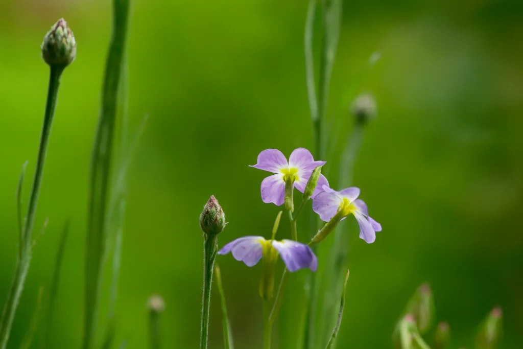 Kleine hellviolette Blüten mit gelblicher Mitte an dünnen Stängeln vor einem gleichmäßig grünen, verschwommenen Hintergrund.