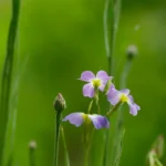 Kleine hellviolette Blüten mit gelblicher Mitte an dünnen Stängeln vor einem gleichmäßig grünen, verschwommenen Hintergrund.