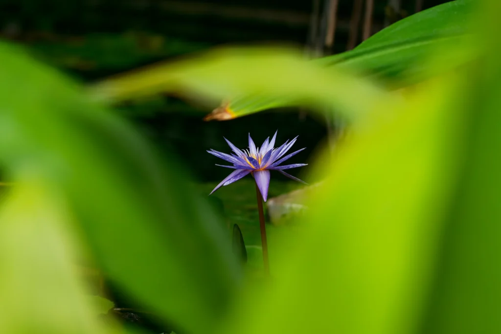 Einzelne violettblaue Wasserlilie mit spitzen Blütenblättern, teilweise verborgen hinter großen grünen Blättern.
