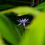 Einzelne violettblaue Wasserlilie mit spitzen Blütenblättern, teilweise verborgen hinter großen grünen Blättern.