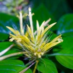 Filigrane gelbe Blüte mit langen Staubfäden und schmalen Blütenblättern zwischen sattgrünen Blättern.
