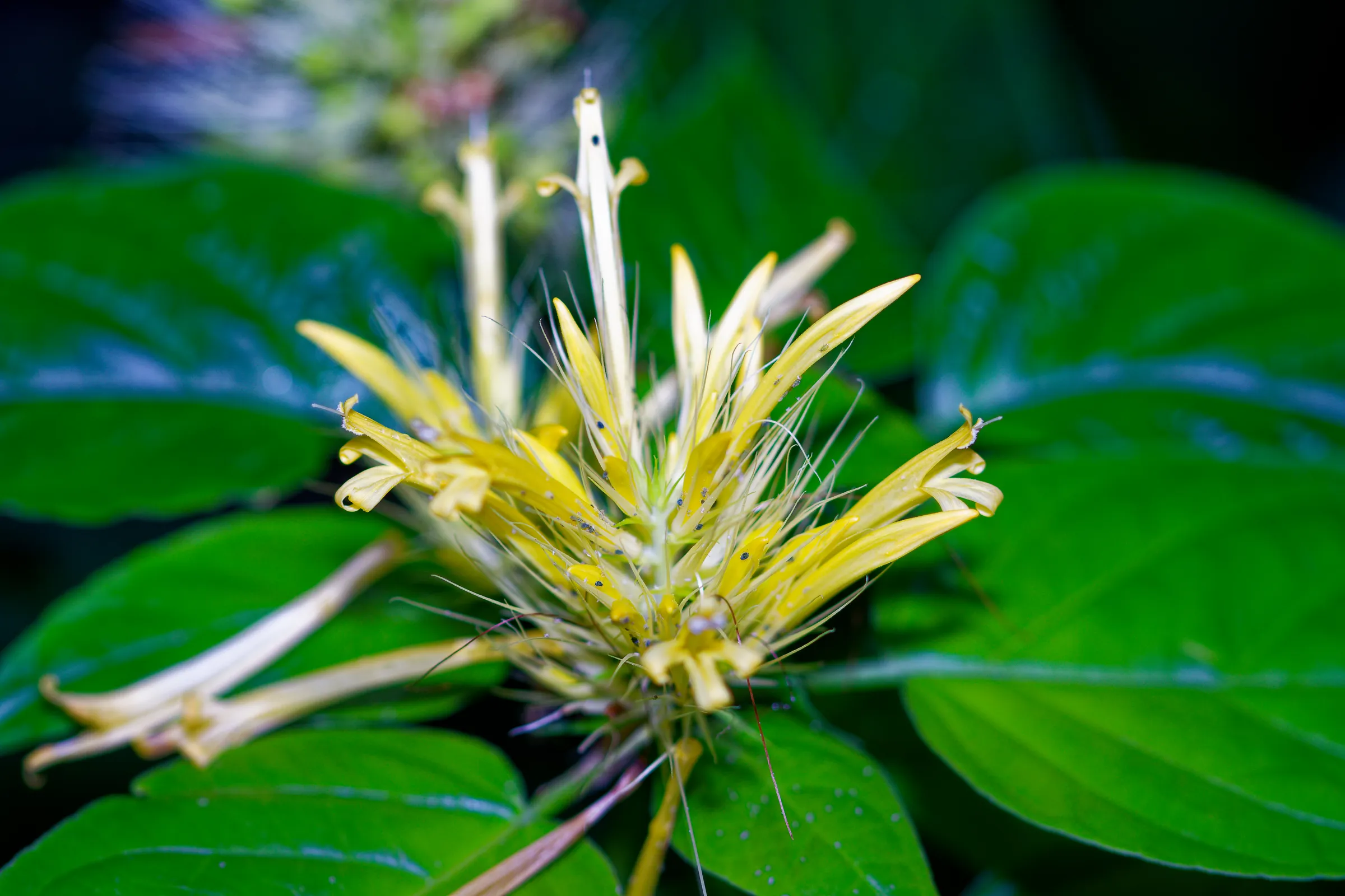 Filigrane gelbe Blüte mit langen Staubfäden und schmalen Blütenblättern zwischen sattgrünen Blättern.