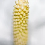 Cremeweißer, zapfenförmiger Blütenstand mit dicht angeordneten Knospen vor einem hellen, unscharfen Hintergrund.