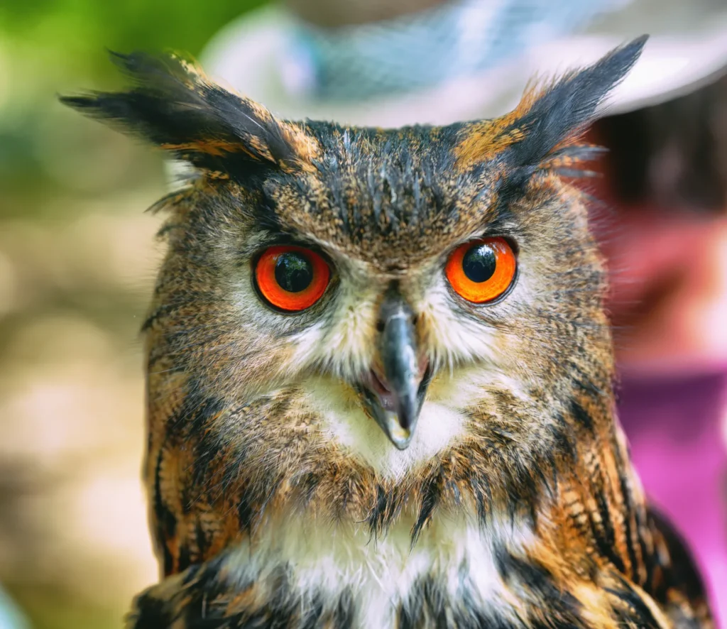 Nahaufnahme eines Uhus mit leuchtend orangefarbenen Augen und markanten Federohren.