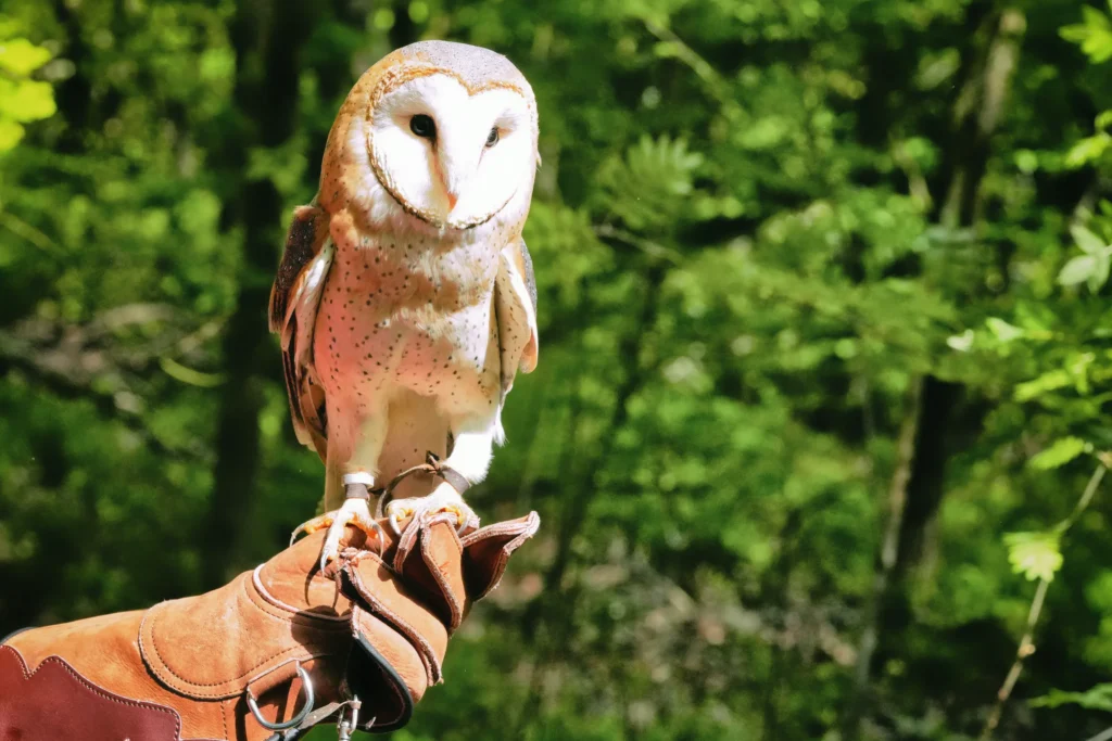 Schleiereule mit herzförmigem weißem Gesicht sitzt auf einem Falknerhandschuh vor grünem Wald.