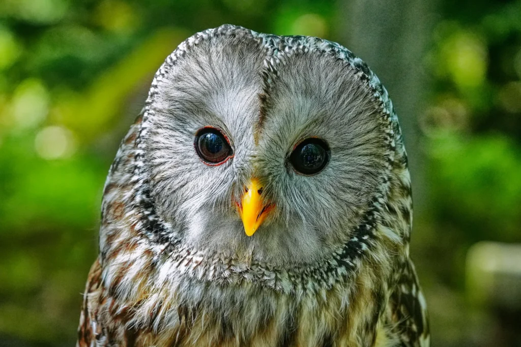 Nahaufnahme eines grauen Kauzes mit großen dunklen Augen und auffälligem gelbem Schnabel.