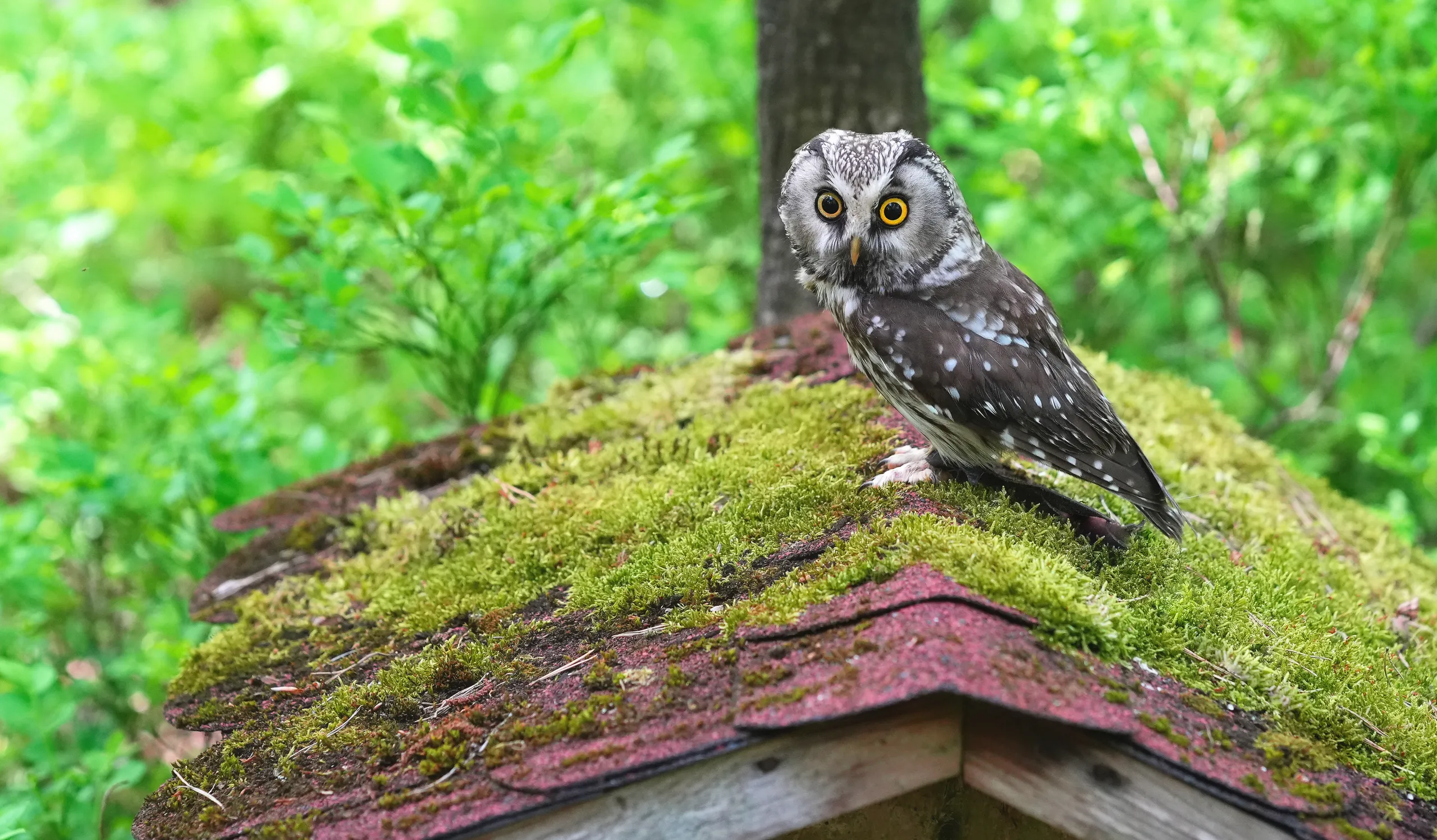 Kleine Eule mit leuchtend gelben Augen sitzt auf einem moosbewachsenen Dach im Wald.