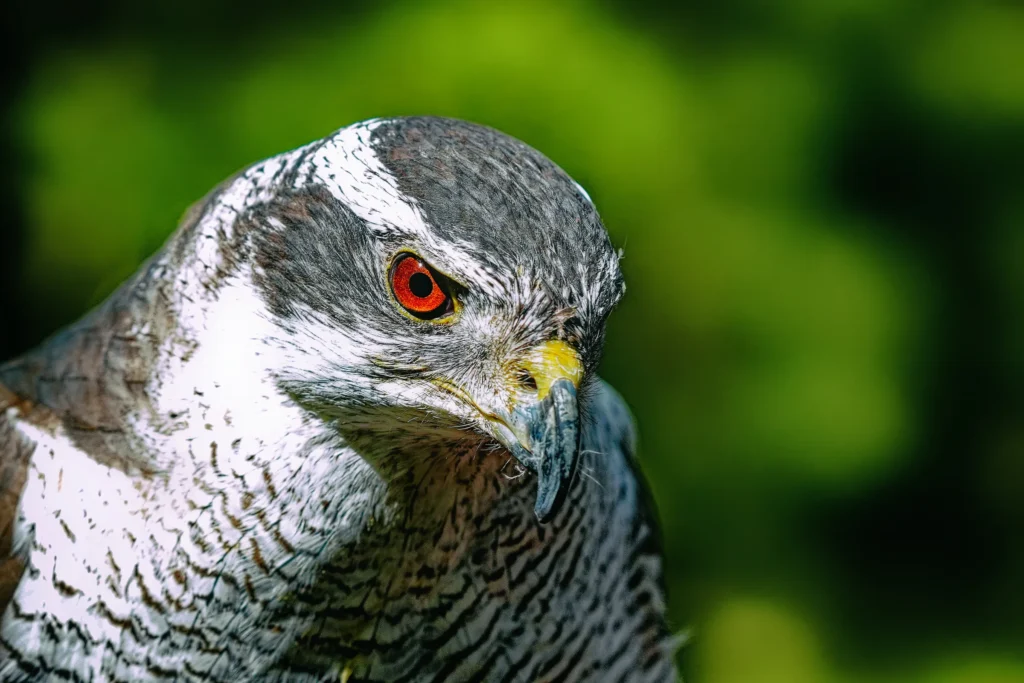 Habicht mit rotorangefarbenem Auge und kräftigem Hakenschnabel vor grünem Hintergrund.