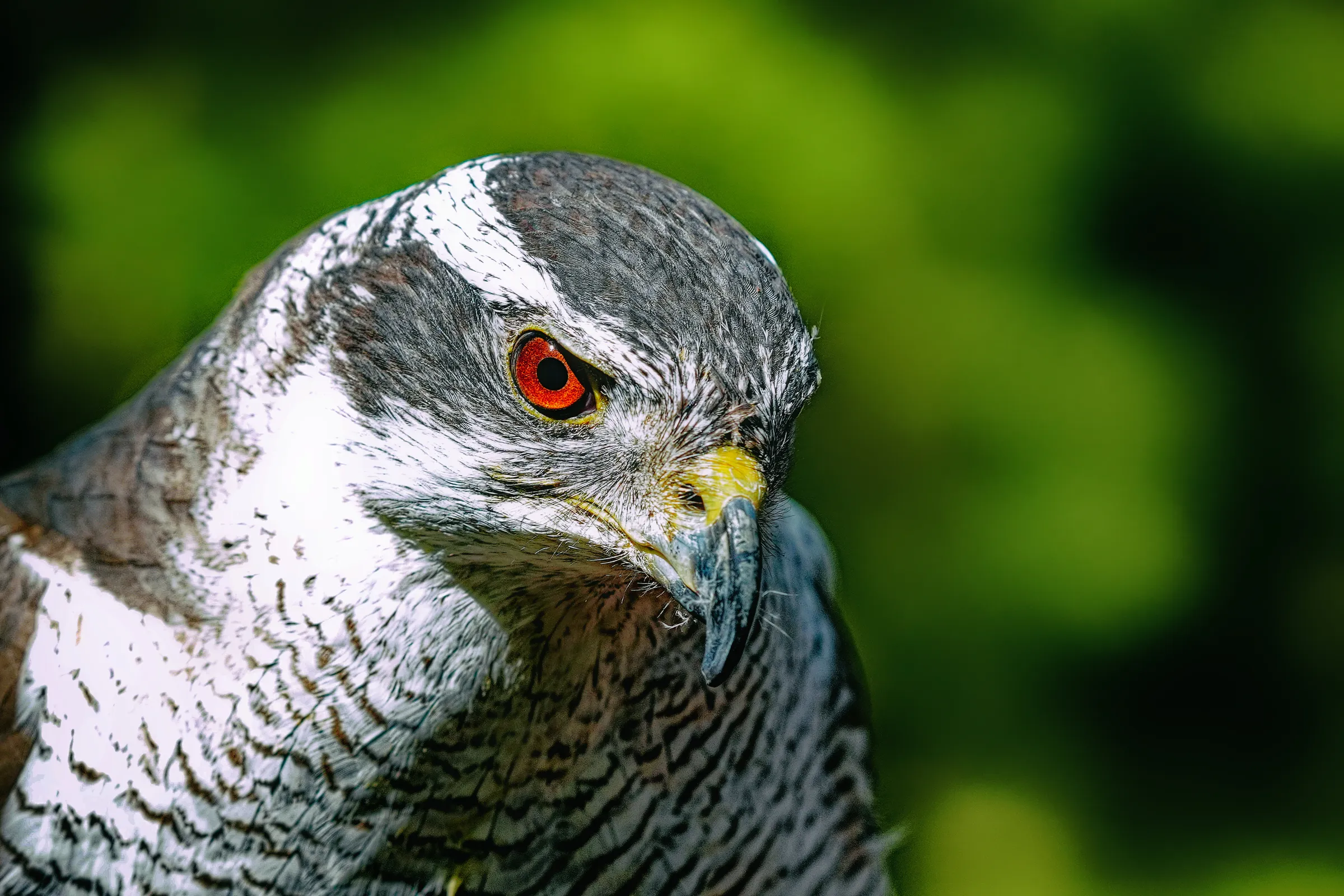 Habicht mit rotorangefarbenem Auge und kräftigem Hakenschnabel vor grünem Hintergrund.