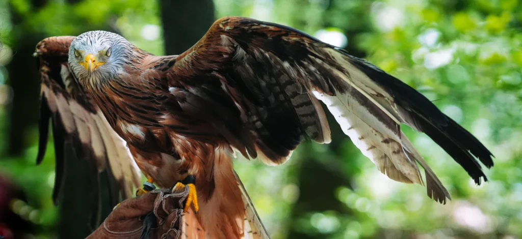 Rotmilan mit weit ausgebreiteten Flügeln auf einem Falknerhandschuh vor grünem Wald.