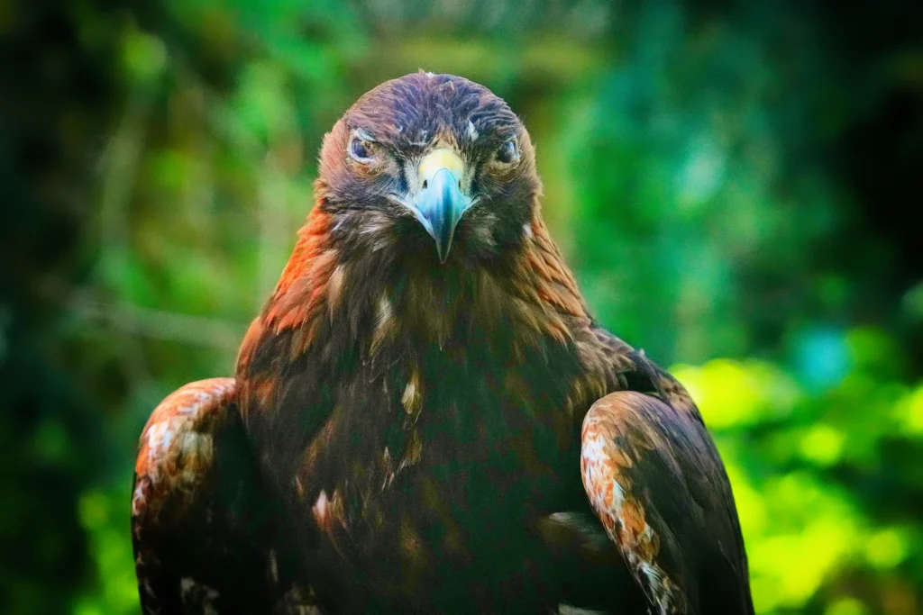 Steinadler mit dunkelbraunem Gefieder und eindringlichem Blick vor grünem Waldhintergrund.
